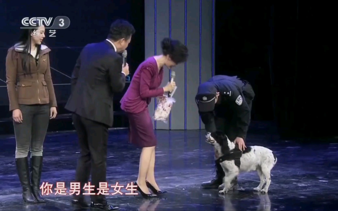 主持人周涛考验警犬专业能力哔哩哔哩bilibili