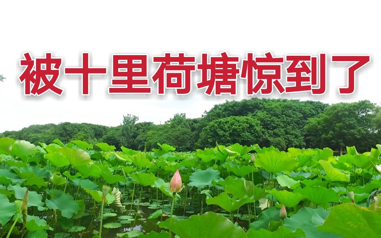 [图]不敢相信绍兴十里荷塘，规模之大景色之美，这样的场面你见过吗