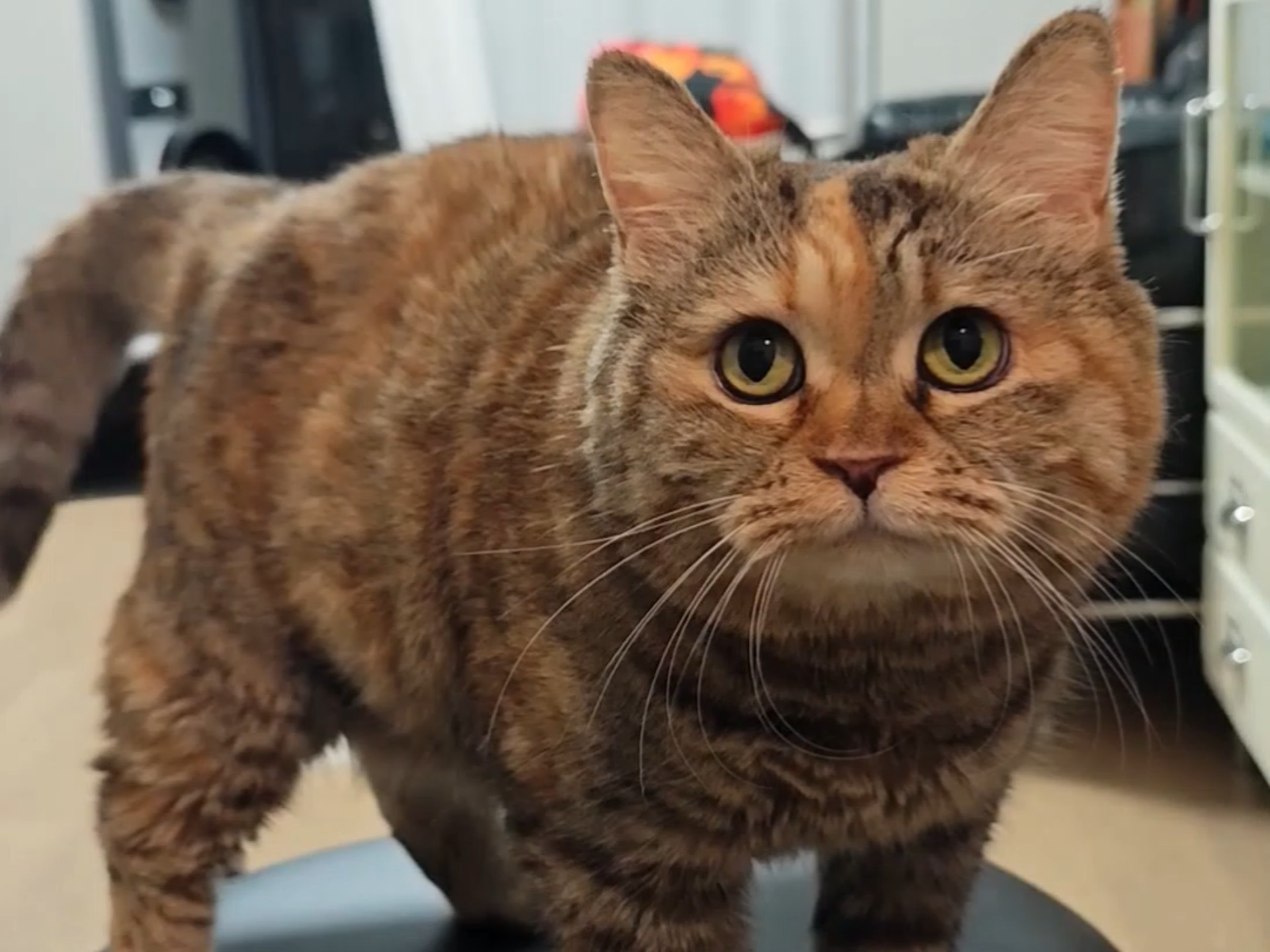 还好我会说话，不然得饿成瘦猫