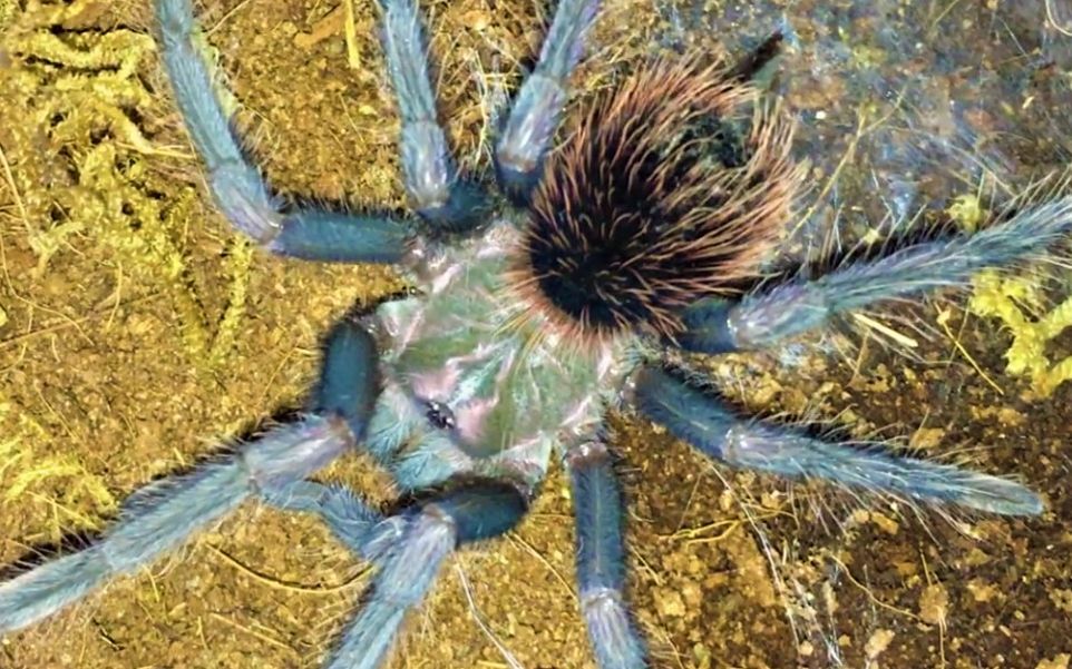 【纸箱】携新蜕皮的梦幻蓝镭射捕鸟蛛 蛛坚强同学给大伙儿拜个早年