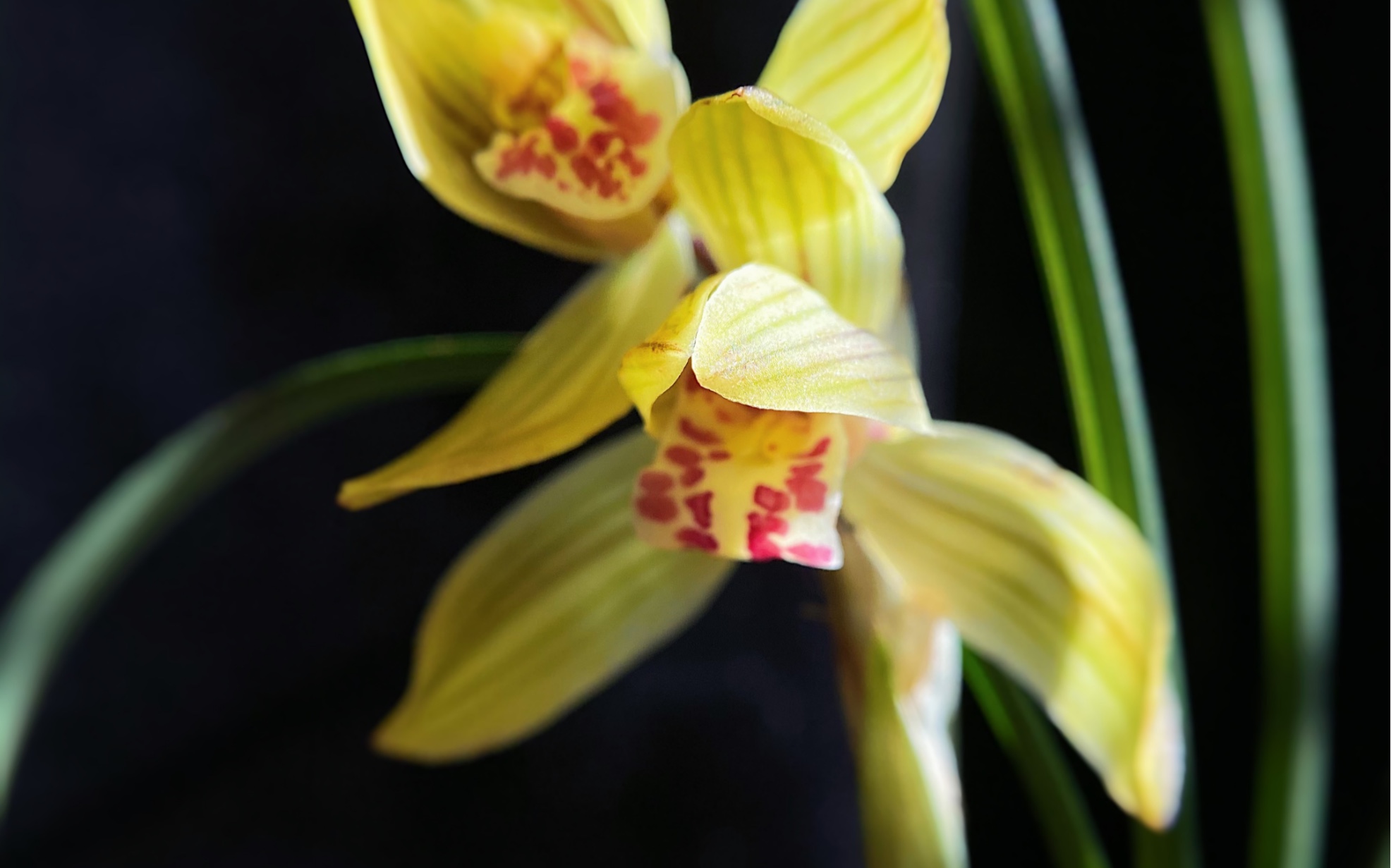 莲瓣兰金黄荷_哔哩哔哩_bilibili