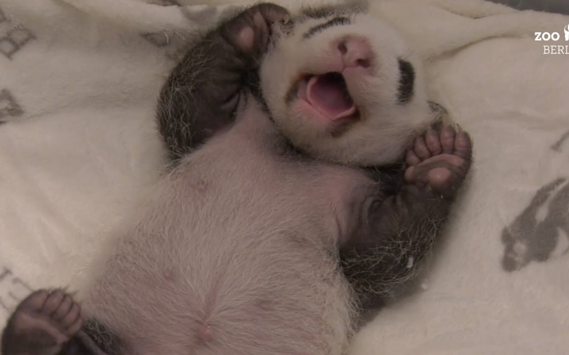 大熊猫梦梦仔# 德国柏林动物园 打呵欠的梦梦仔