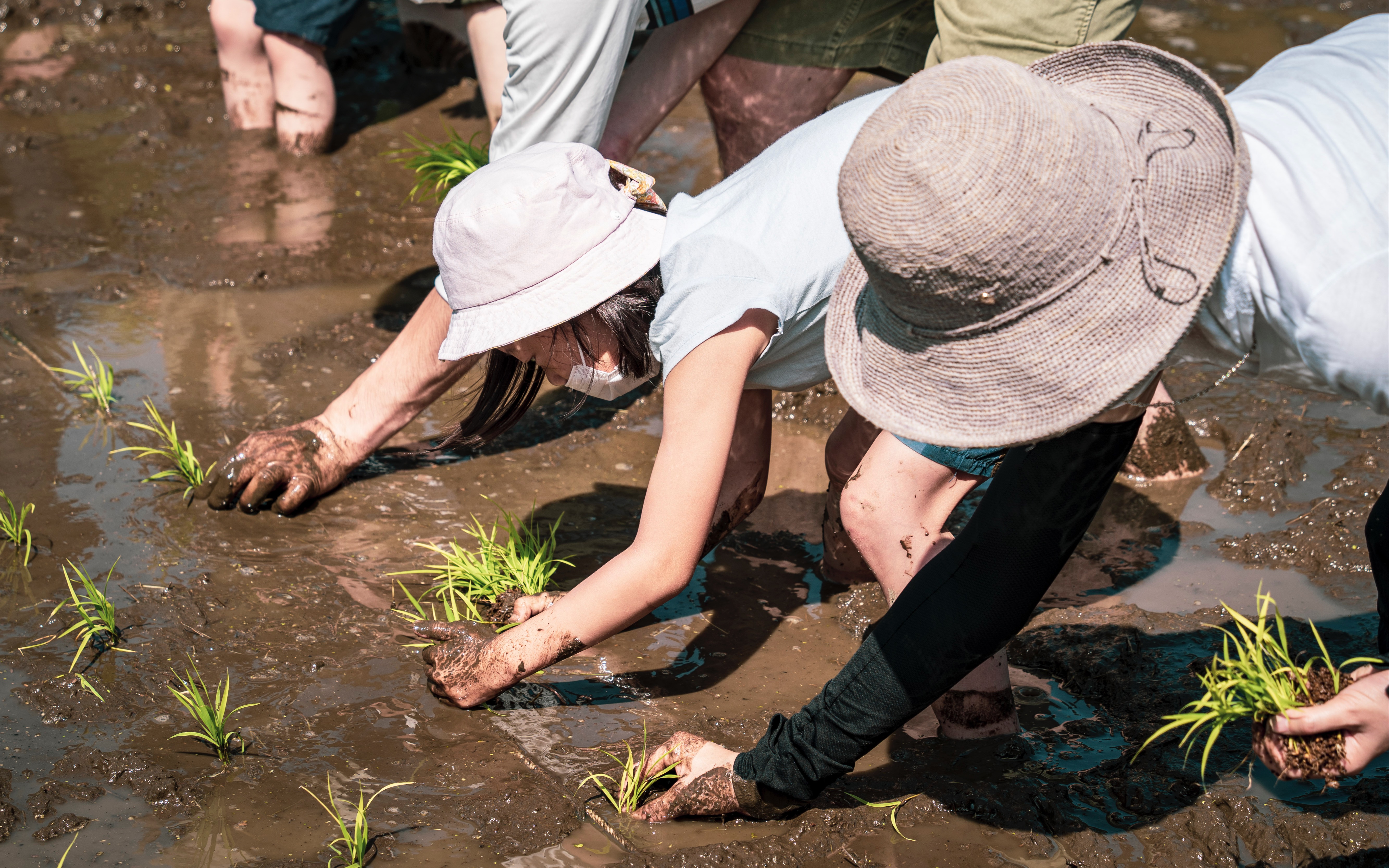 东京 小朋友 种田 体验 2