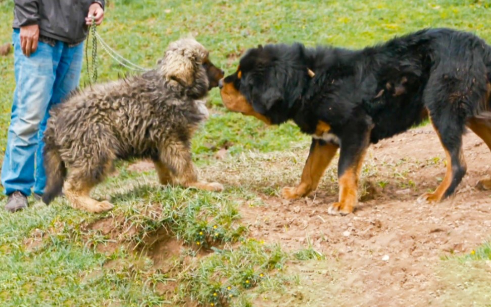 牧民奔波10天为藏獒寻找玩伴,两只狗相见如同老友