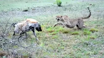 Скачать видео: 实拍花豹当众猎杀鬣狗，动作快准狠，教科书式捕猎