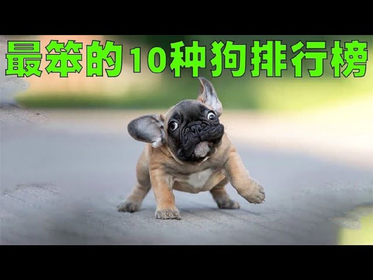 最笨的10种狗排行榜,你家的爱犬会不会也在这个榜单中呢?哔哩哔哩bilibili