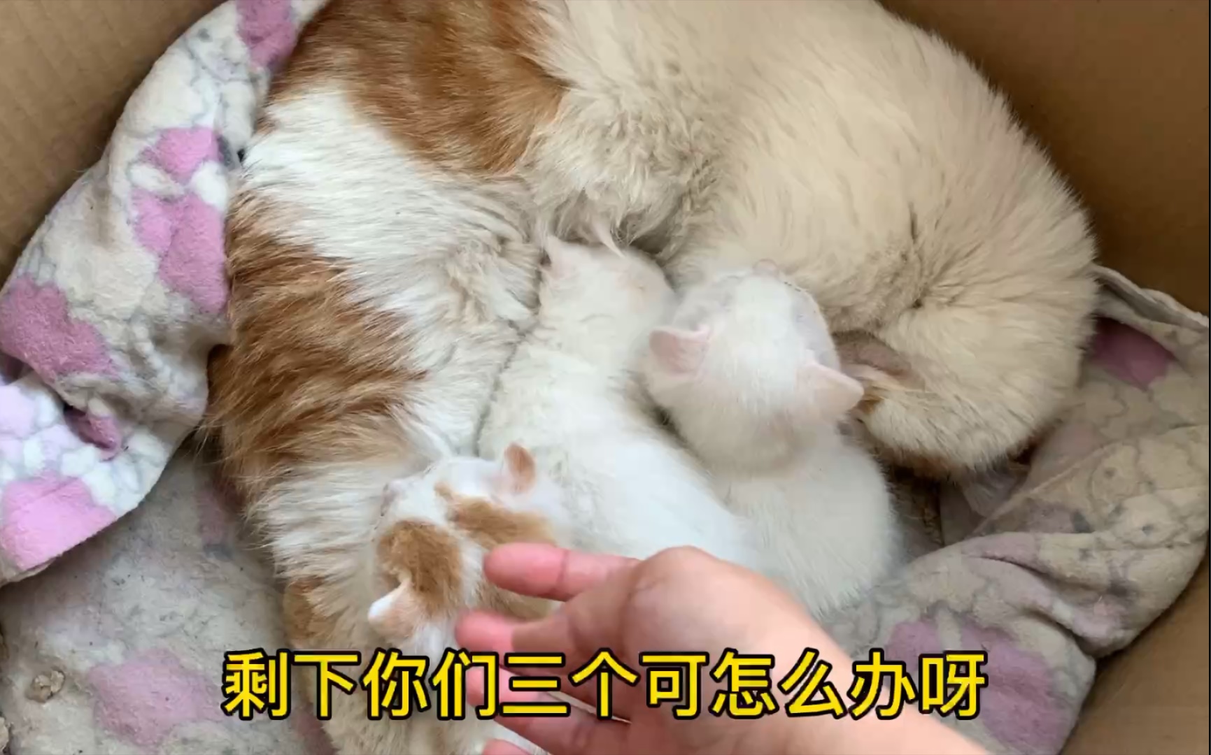 猫妈妈被人故意投毒,留下3只未满月的小奶猫可怎么办哔哩哔哩bilibili