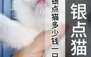 Download Video: 银点猫多少钱一只？（5602）