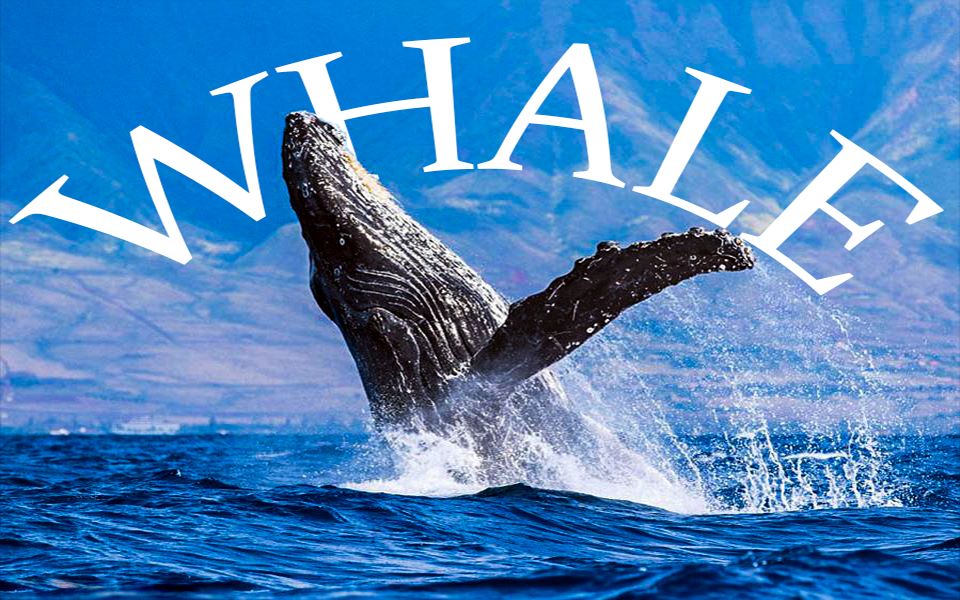 humpback whale"座头鲸"