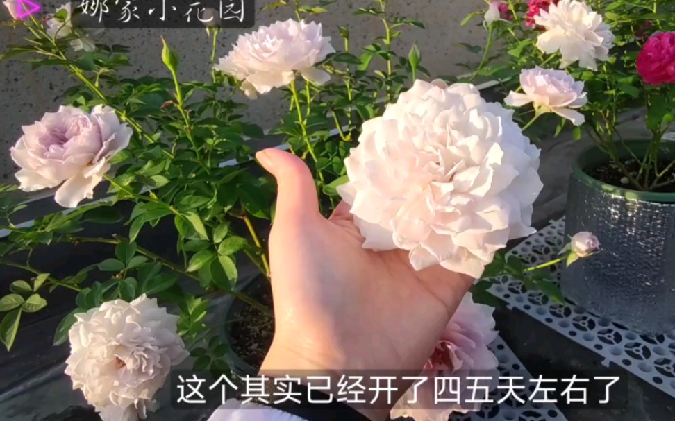 我的头像月季——霁色的秋花介绍哔哩哔哩bilibili