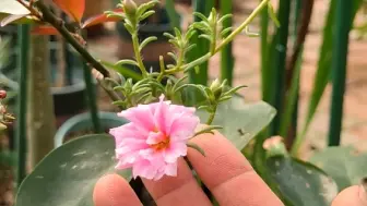 Скачать видео: 嫁接的太阳花不断冒花苞