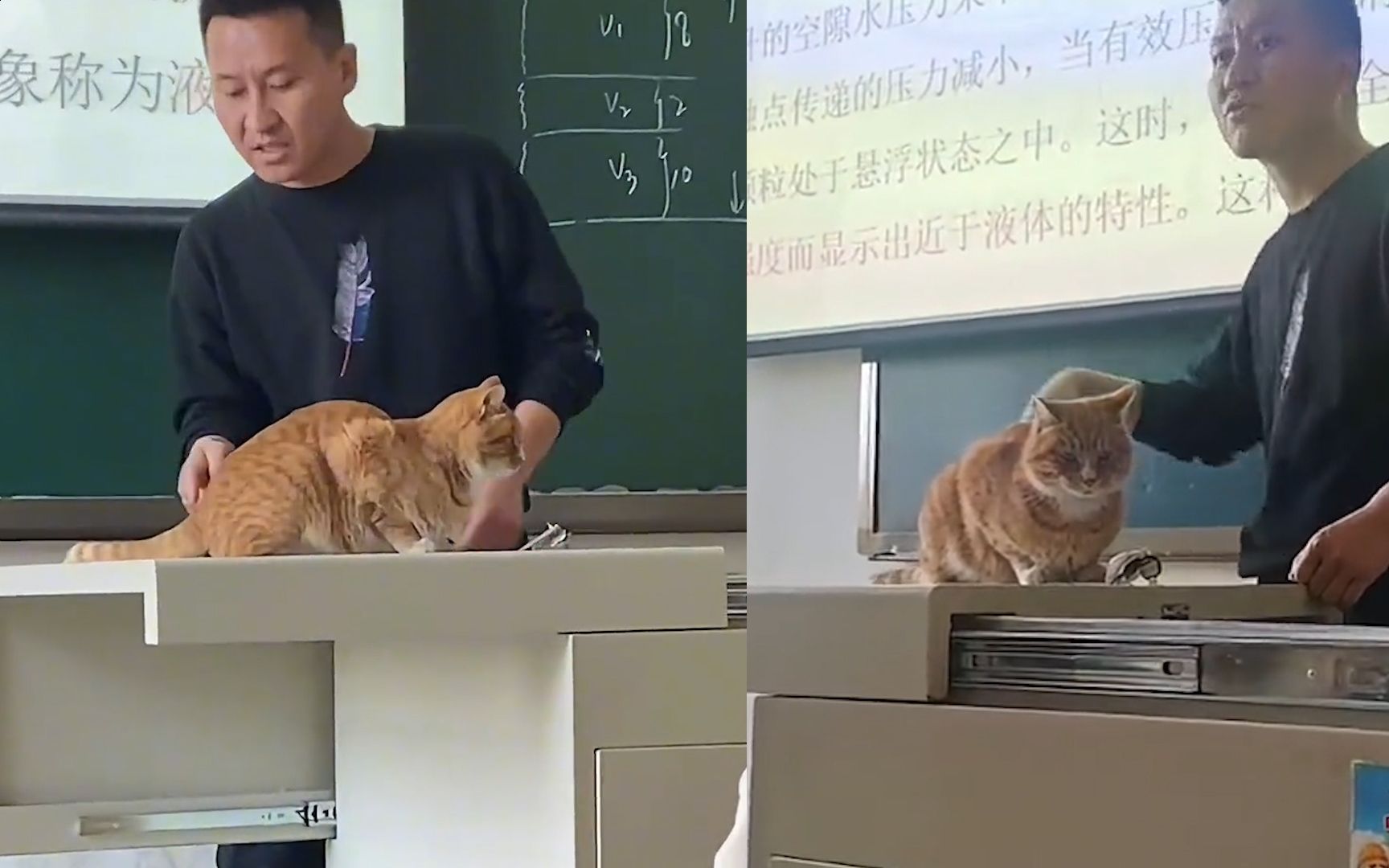 猫咪教室蹭课被当教具授课,老师回应:橘猫尾巴摆动很适合讲解鞭梢效应网友:你们就是这样对待学长吗哔哩哔哩bilibili