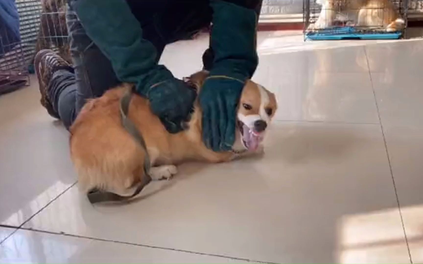 狗狗咬人怎么纠正训练视频 柯基犬咬人纠正方法视频