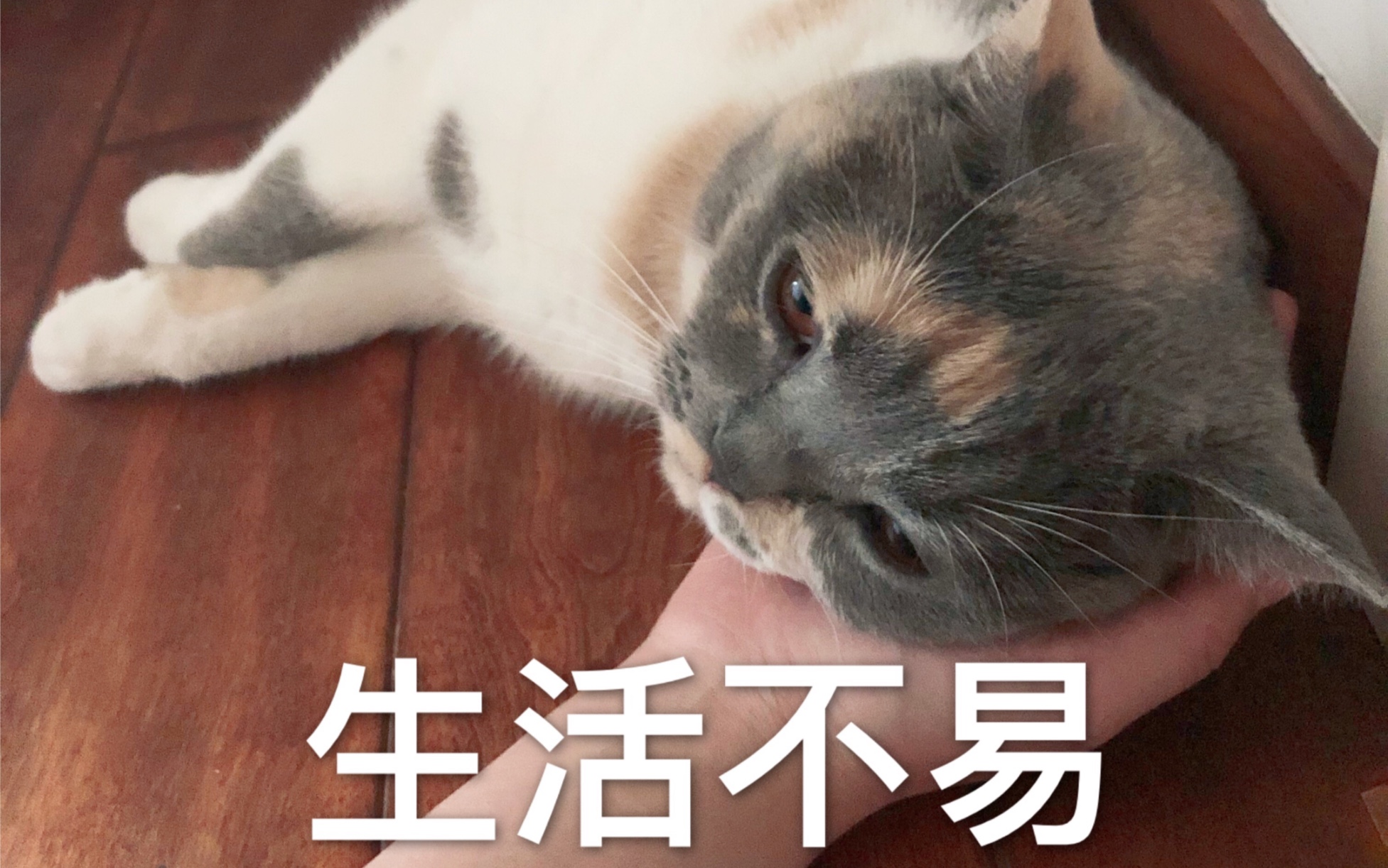 【猫咪】生活不易,被夏日高温支配的小喵咪,毛茸茸好可怜