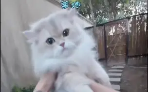 Descargar video: 今日份抓猫视频一些小美女片段再加一个全全