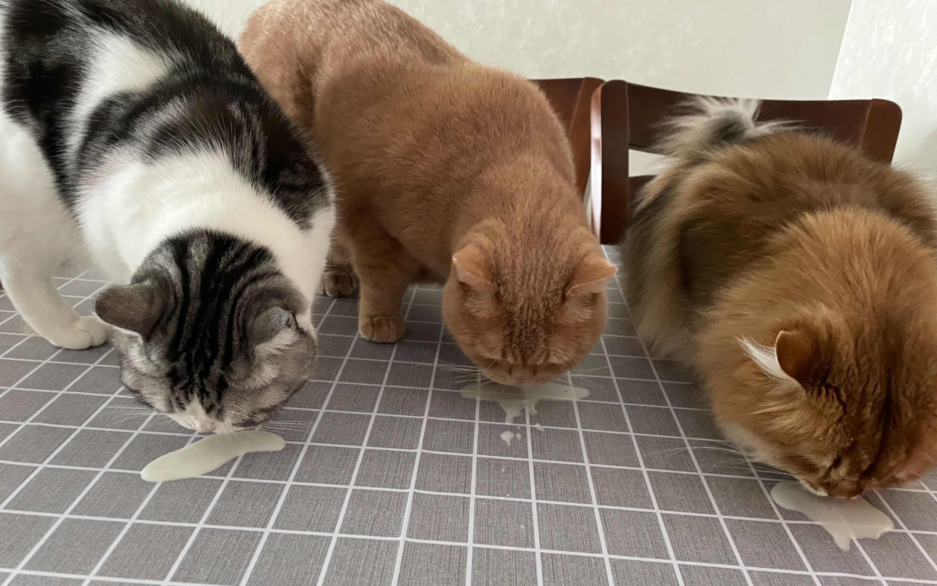 【美短加白】【英短乳色】【长毛金渐层】排排坐喝牛奶