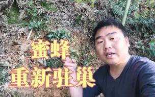 Download Video: 小伙上山发现蜜蜂没有离开，又在重新驻窝了，年底又有蜂蜜吃了！