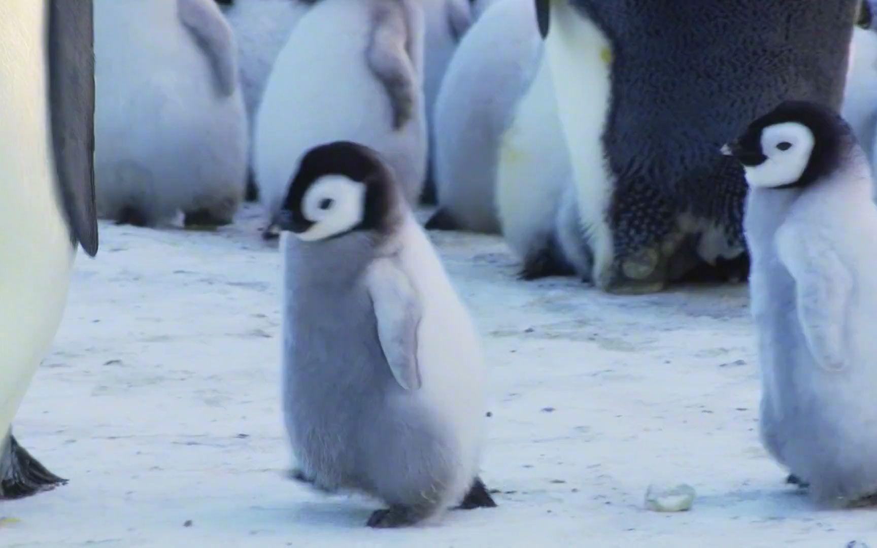 [图]雪地宝宝：企鹅妈妈如何认出自己的宝宝 ，要通过这种办法辨认