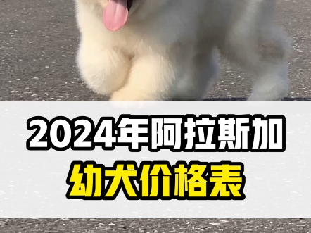 2024年阿拉斯加价格表分享,阿拉斯加幼犬2024年市场价. 2024阿拉斯加幼犬多少钱一只?你们家阿拉斯加多少钱买的打在评论区,哔哩哔哩bilibili