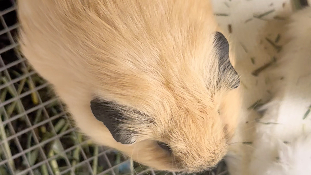 荷兰猪,黄金小土豆