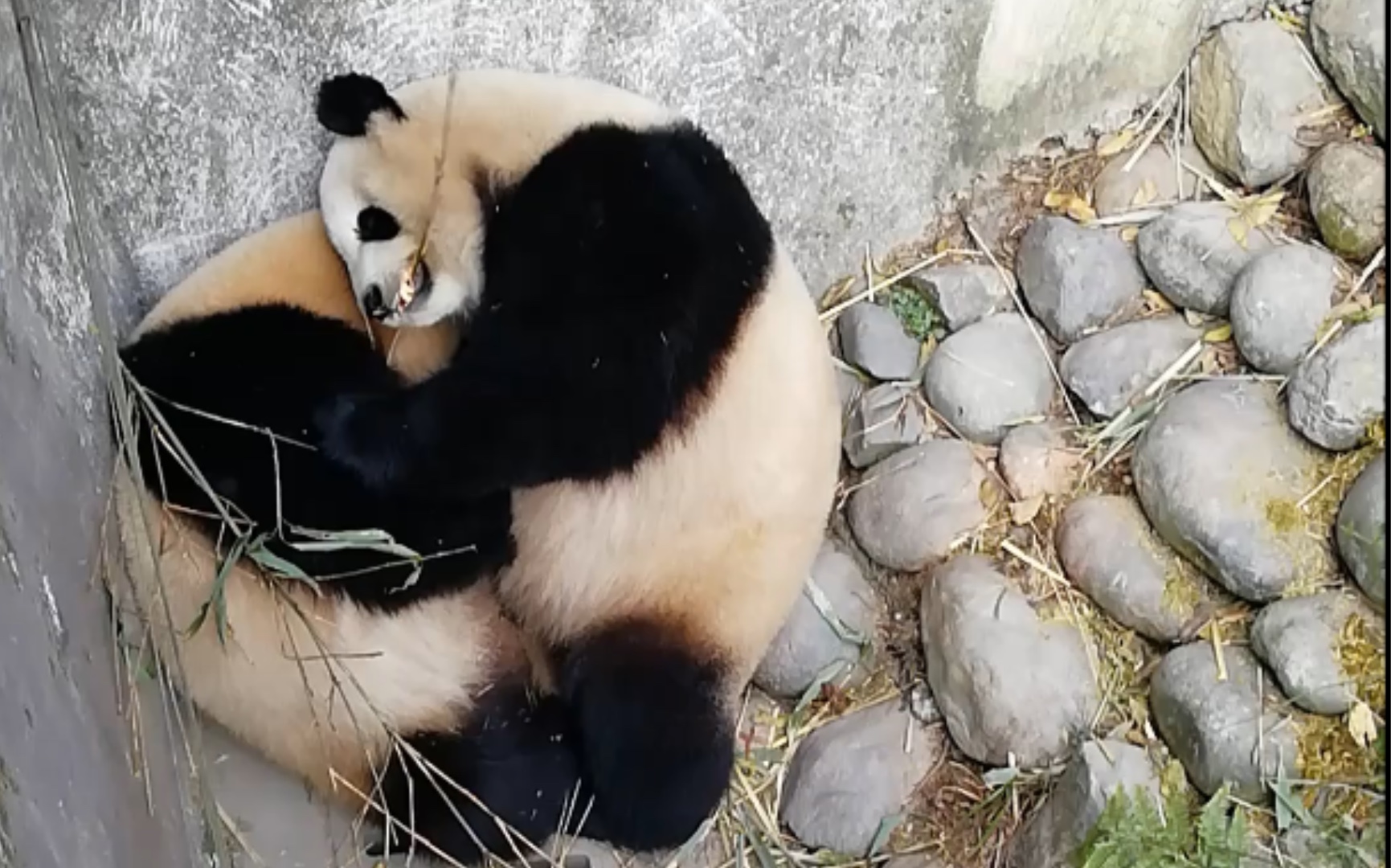 大熊猫淼淼园润就要腻腻歪歪的在沟里还要叼个树枝搞笑名场面5