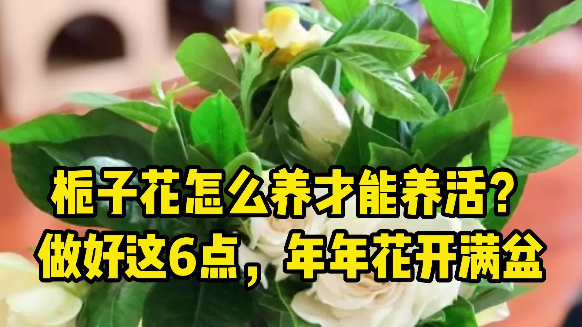 盆栽栀子花怎么养才能养活?做好这6点,年年花开满盆哔哩哔哩bilibili