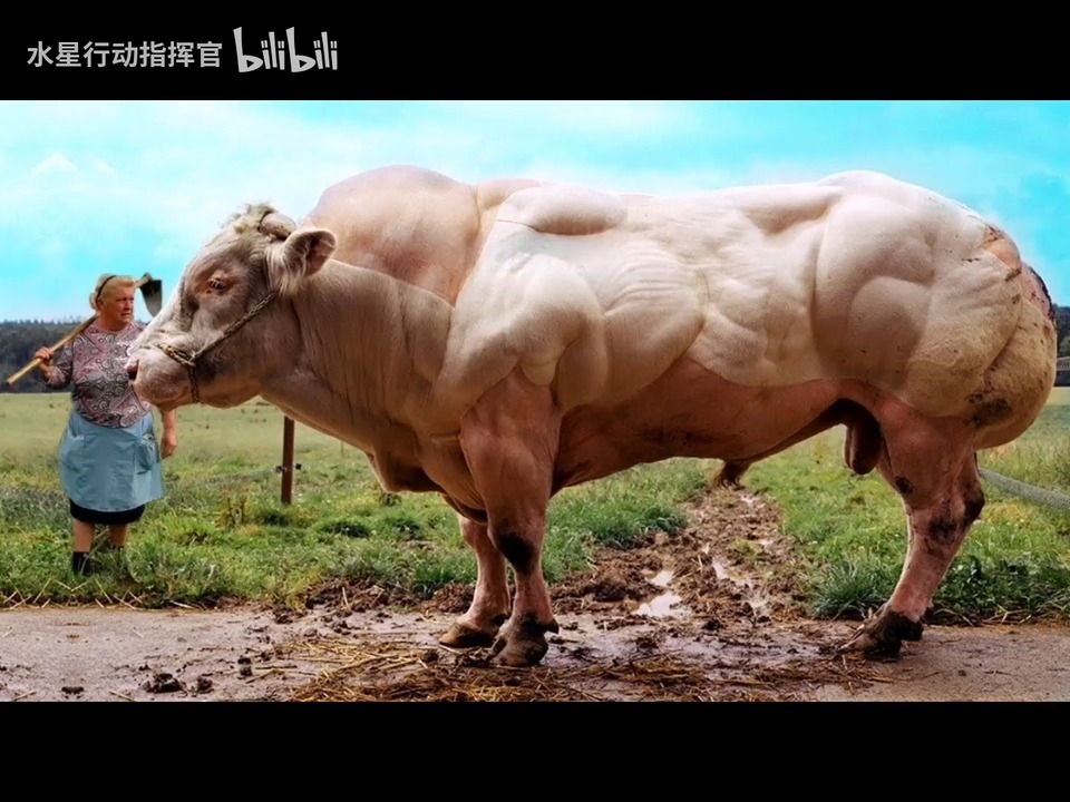 炒鸡肌霸 比利时蓝牛