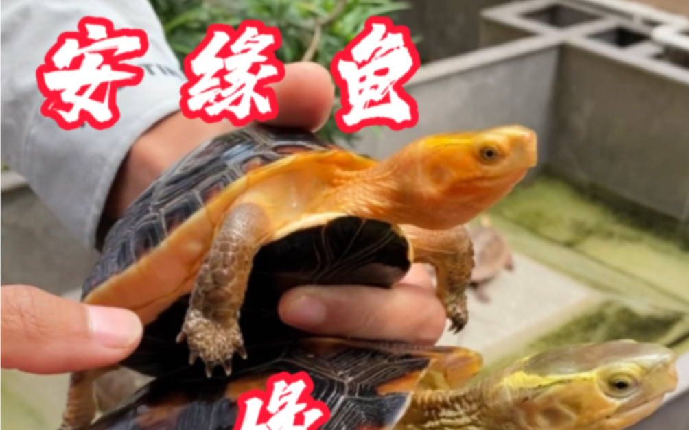 安缘和台缘那个颜值更高呢!你们知道安缘和台台缘怎么区分了吗?