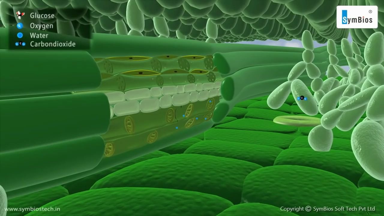 植物体内各种物质的转运