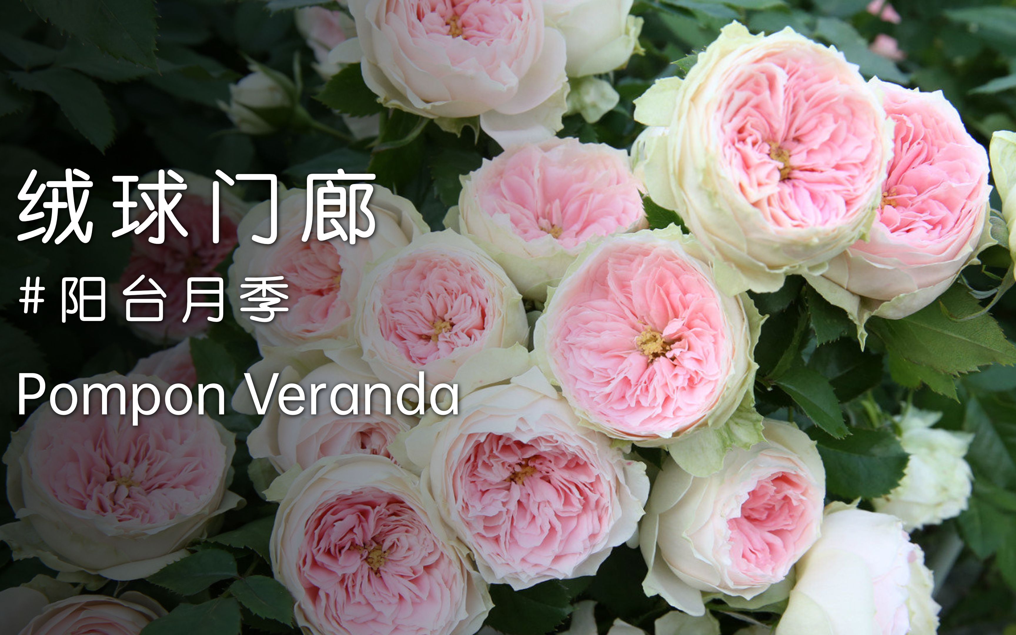 绒球门廊pompon veranda,德国科德斯培育的盆栽阳台月季