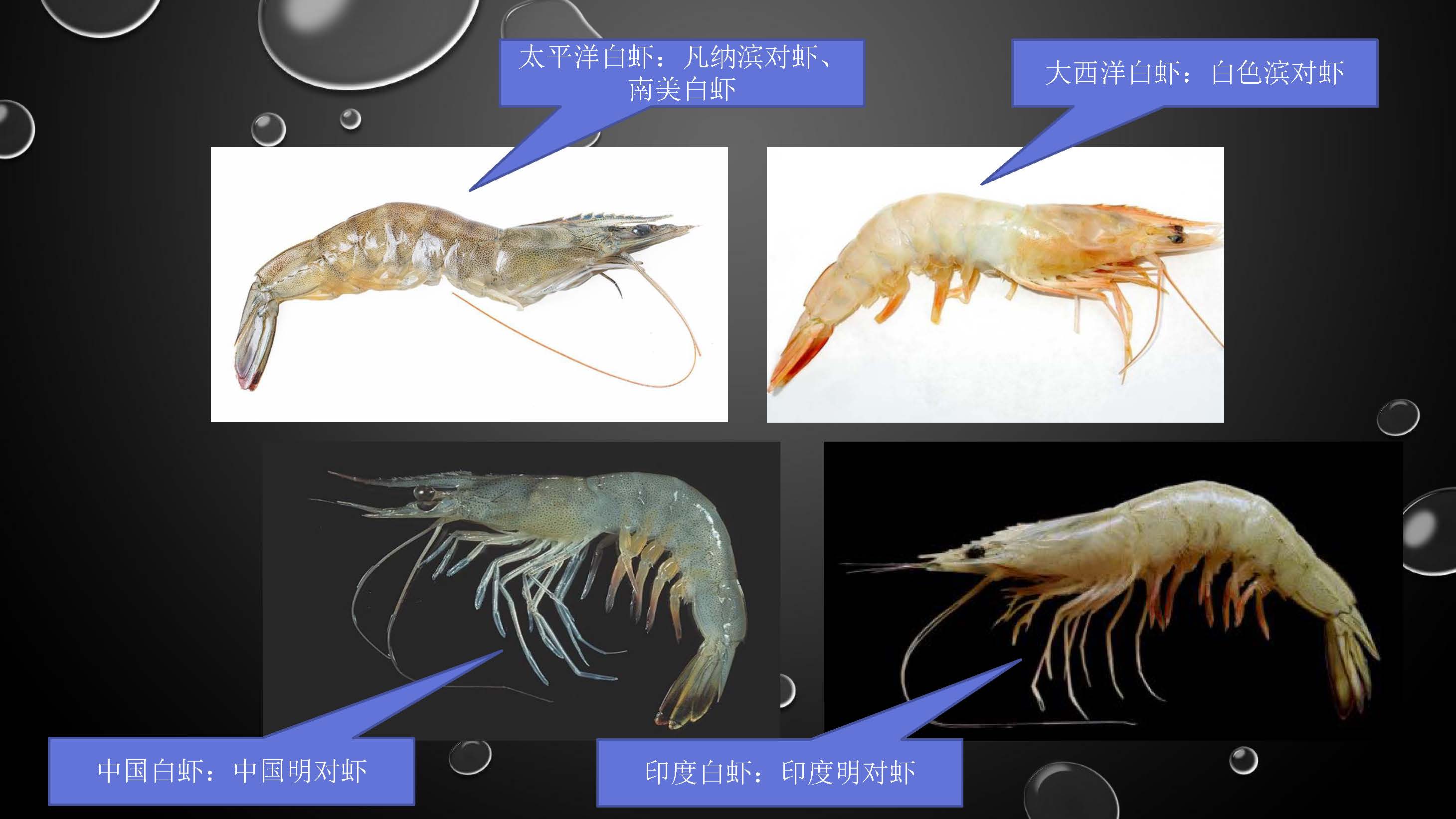 世界食用白虾四大家族科普,这些大虾你吃过哪种?哔哩哔哩bilibili