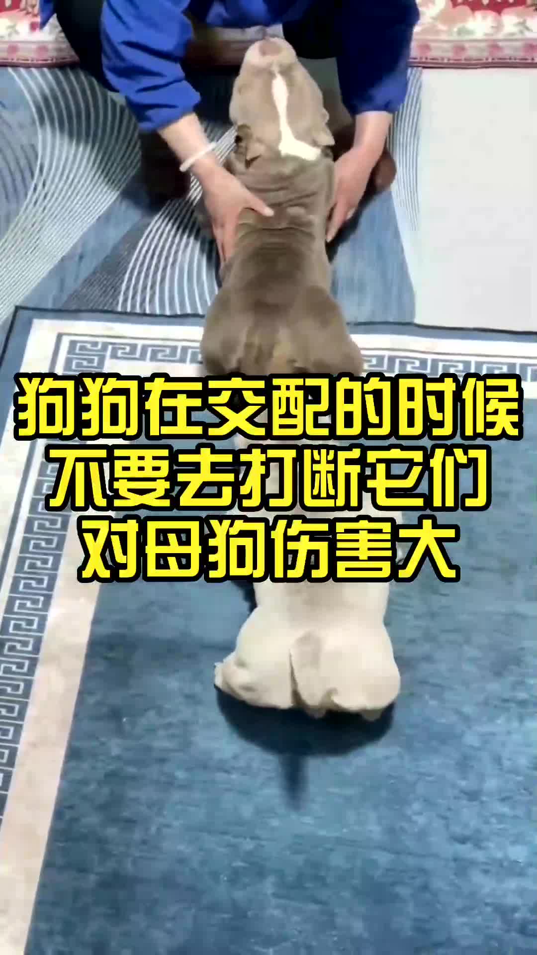 狗狗在交配的时候,不要去打断它们,对母狗伤害大!哔哩哔哩bilibili