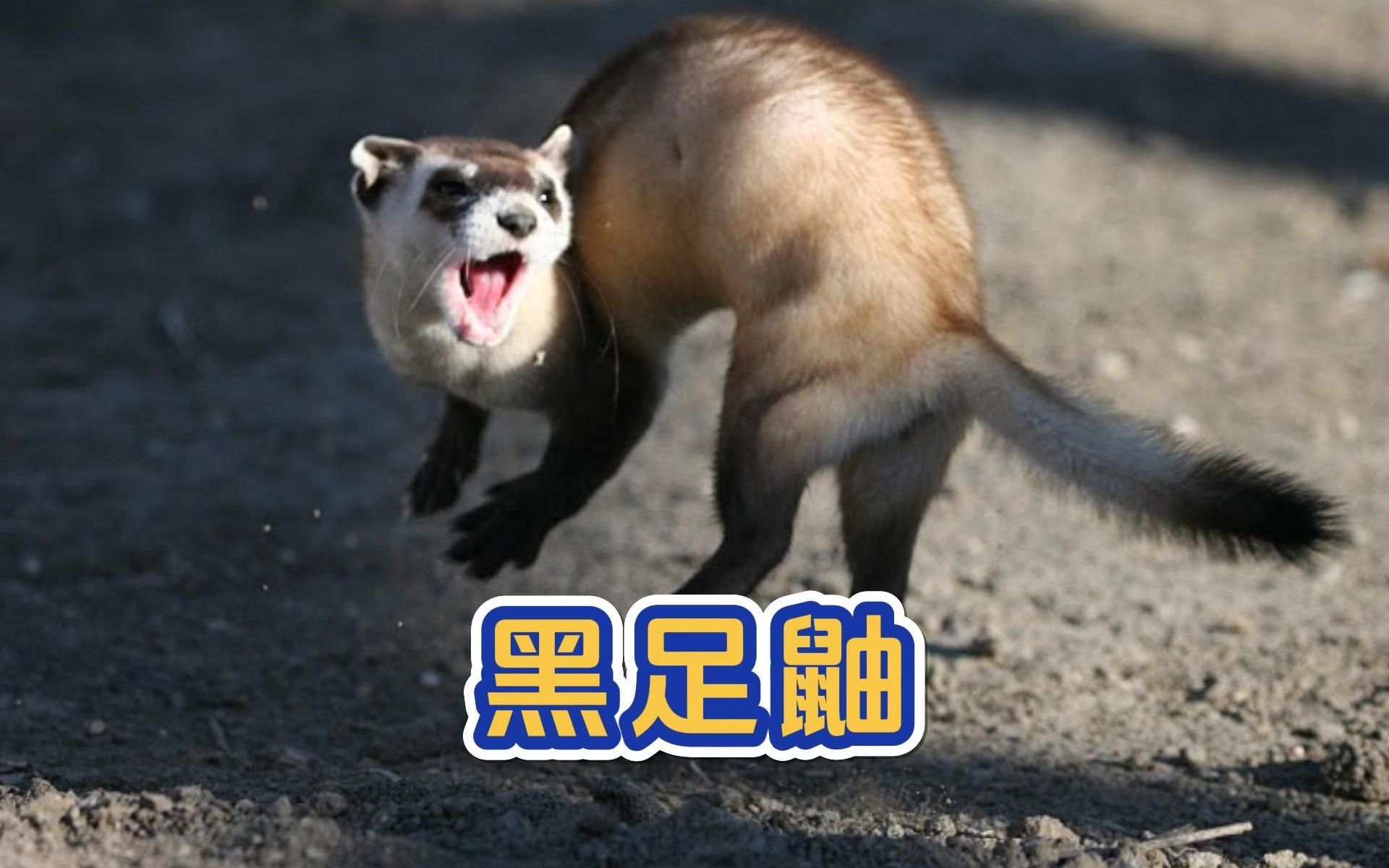 一分钟动物短片:黑足鼬