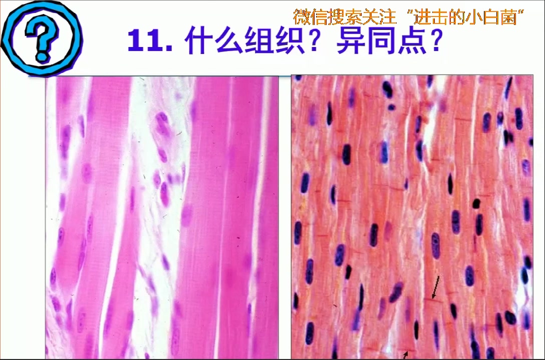 [图]组胚第二节实验课（上）