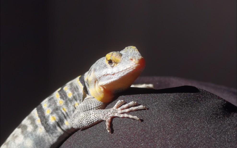 呆萌呆萌的墨西哥蓝岩蜥