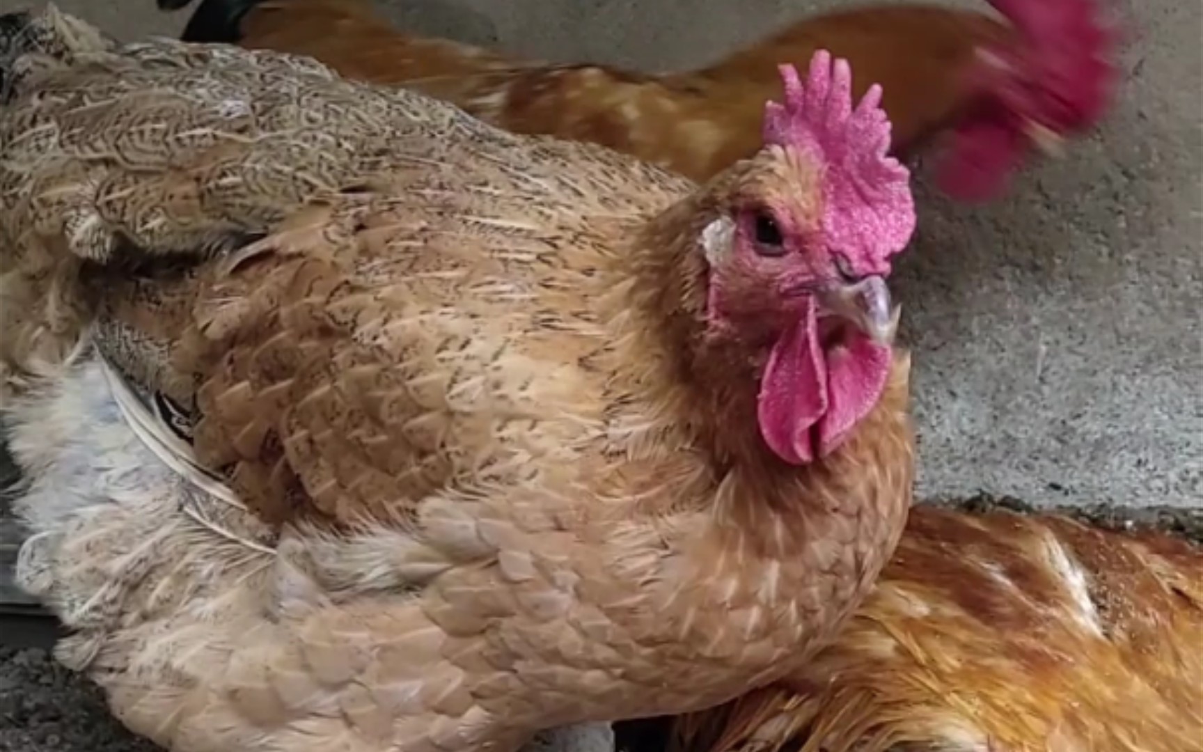 可爱的肥咕咕母鸡日常,看着想抓过来rua~7815