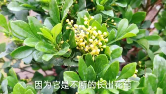粉扑花香水合欢 哔哩哔哩 Bilibili