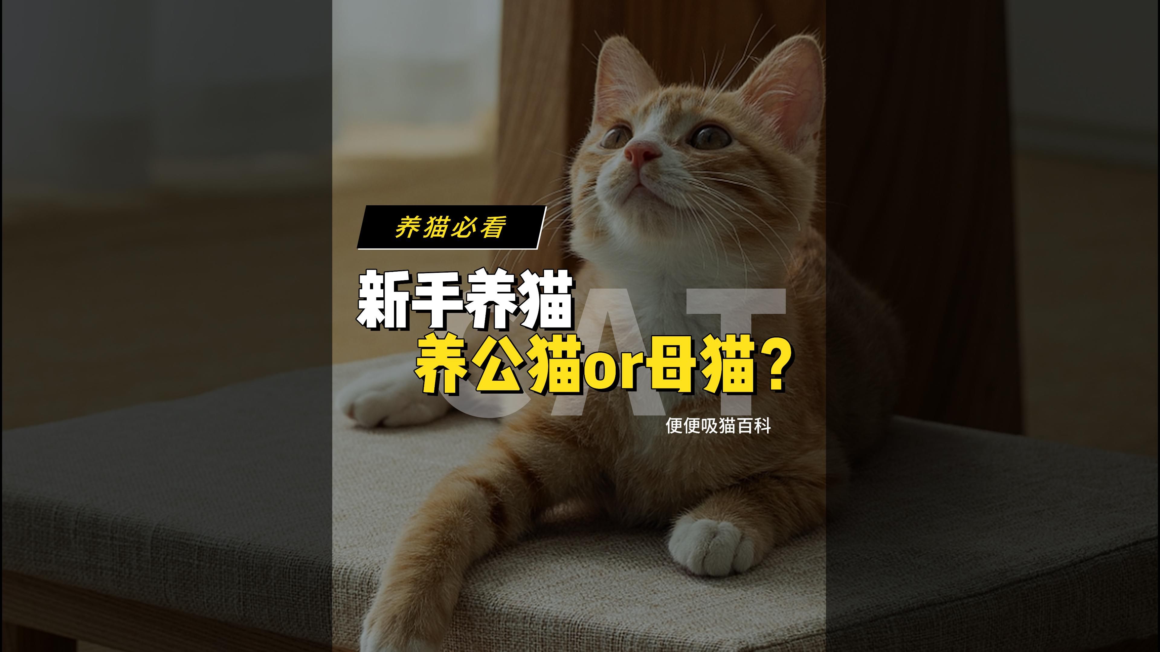 新手养猫养公猫好还是母猫好