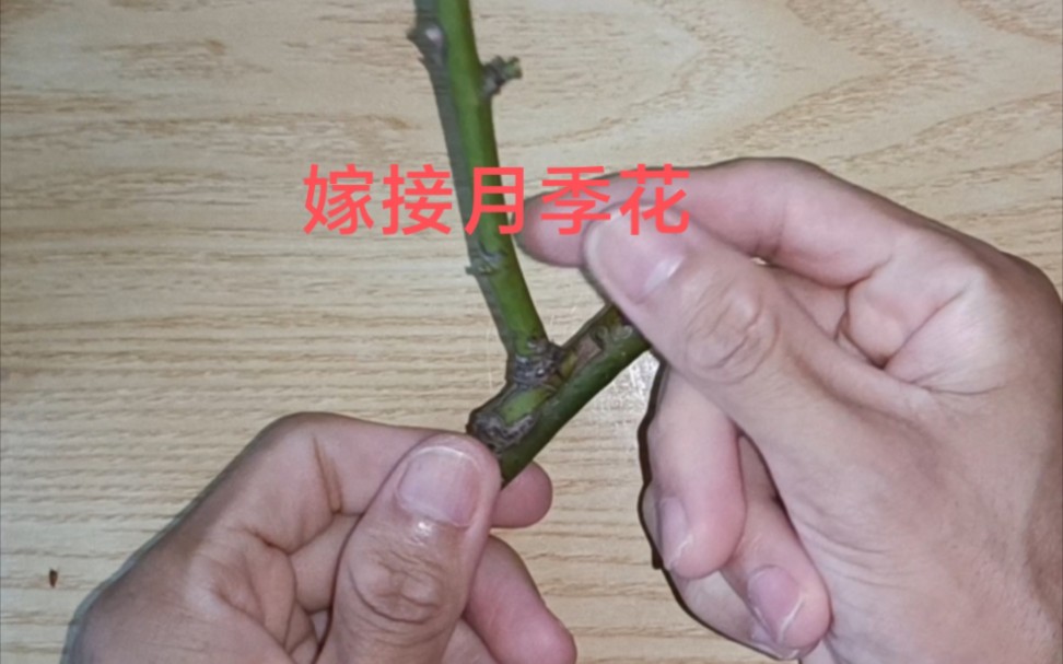 [图]麻烦你帮我看一下我的视频可以吗？谢谢，我想赚医药费。