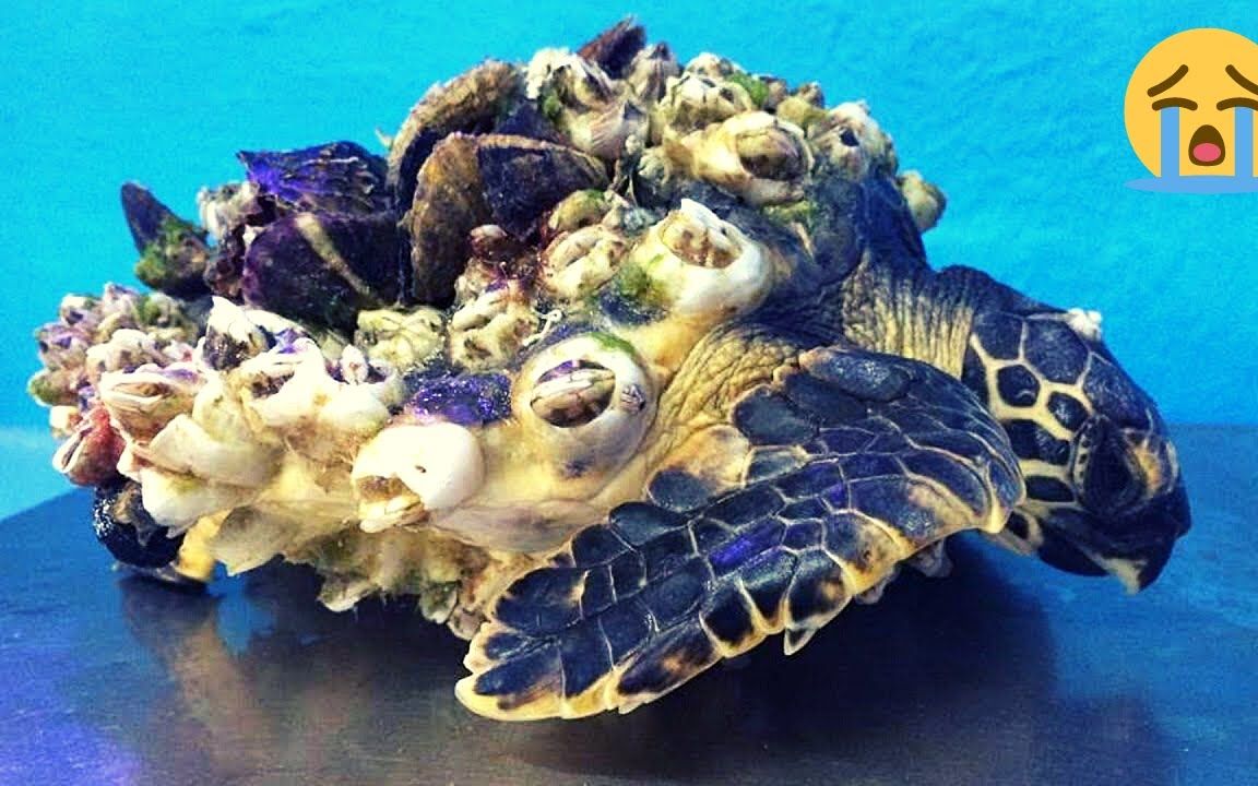 藤壶长在海龟身上图片