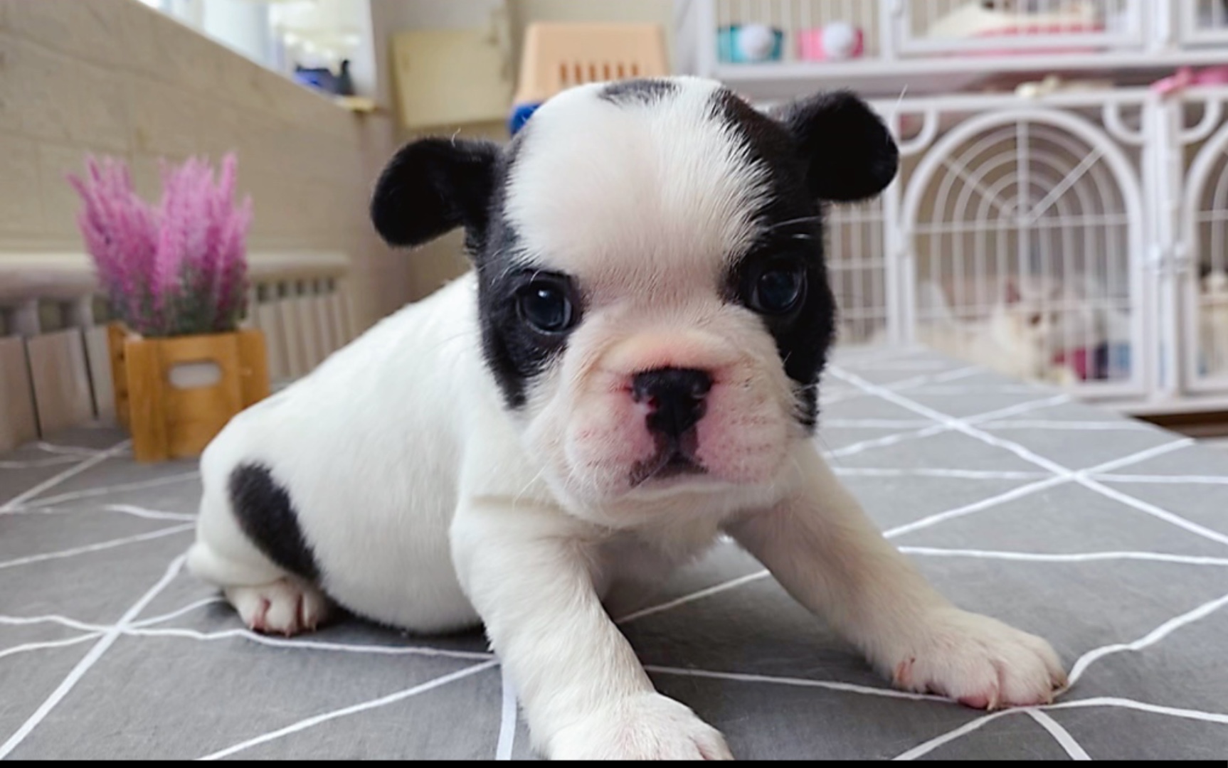 【法牛】帮客户选的小法牛,肉乎乎的像个小奶牛.憨憨的还有点馋!