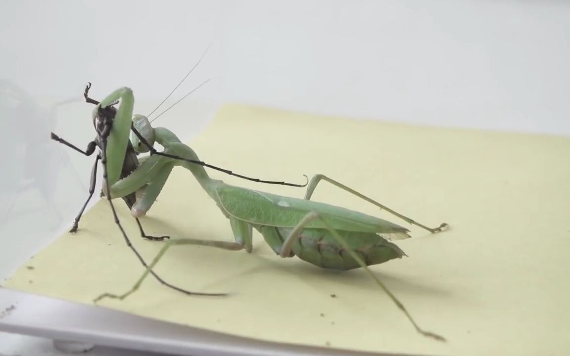 螳螂捕食天牛,没想到差点崩了牙.