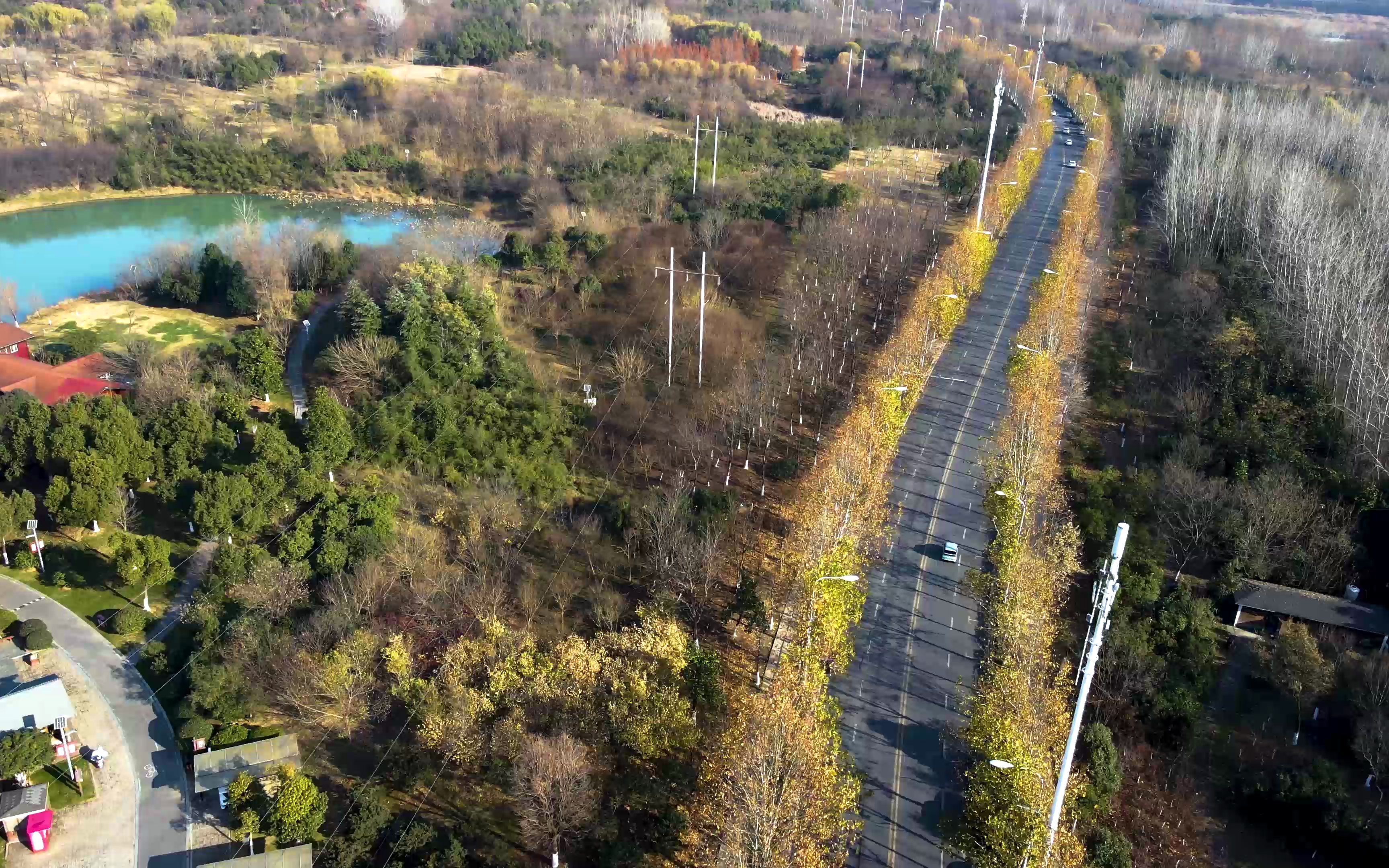 活动  合肥·城市·风景-枫林路
