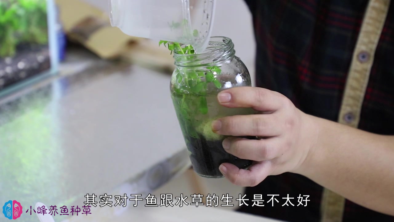 生态瓶养鱼1个月都不用换水掌握好要点制作很简单