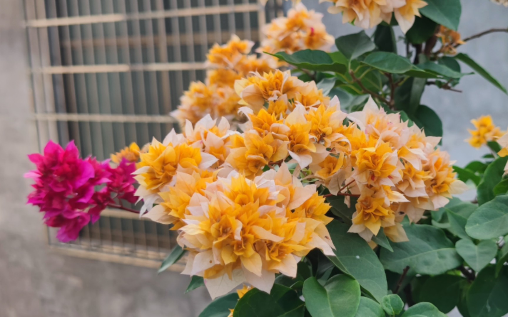 三角梅口红重瓣黄