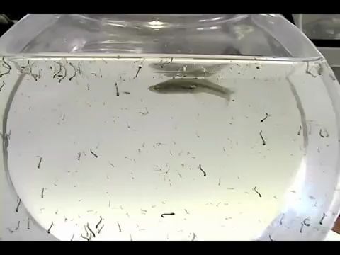 泥鳅吃蚊子幼虫图片图片