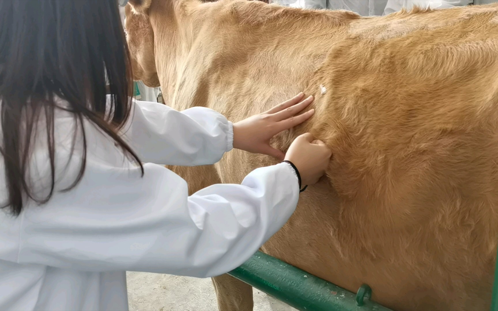 畜牧兽医人的好几天合集(内有不适,请勿随意点进)哔哩哔哩bilibili