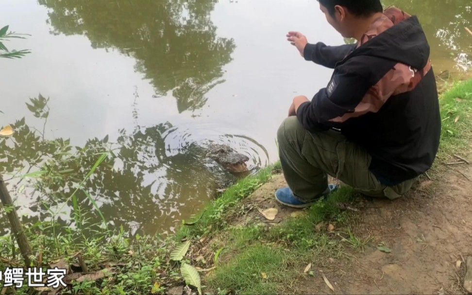 [图]大张龙来看我 —— 国宝野生扬子鳄张龙日常（后来大张龙被突然出现的村民吓到了）， 护鳄世家