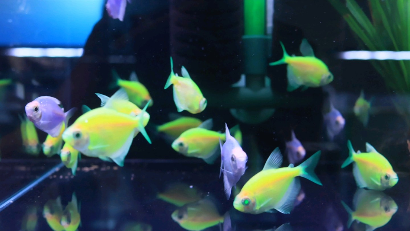 香港 金鱼街 旺角站 雨天看街边金鱼