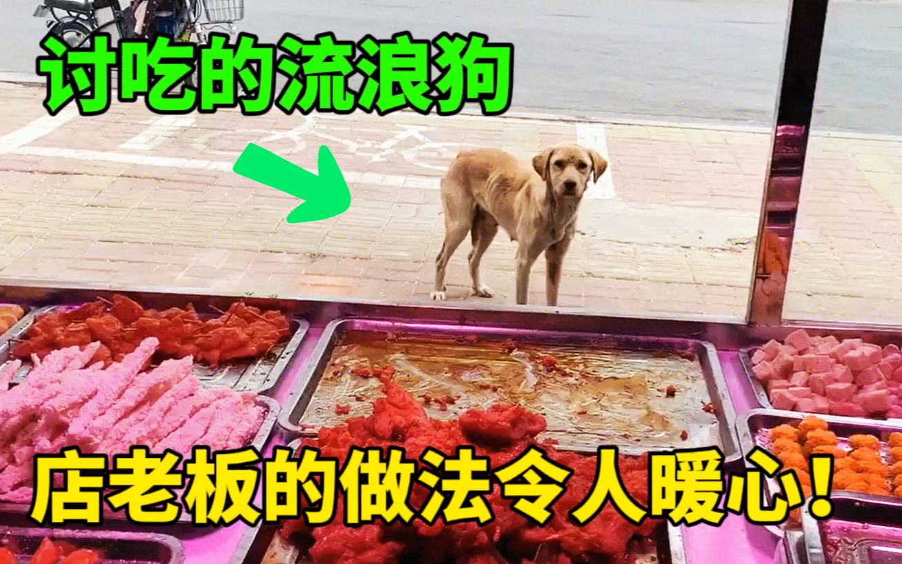 [图]流浪狗每天到炸串店讨吃，得知真实原因后，老板的做法令人暖心！